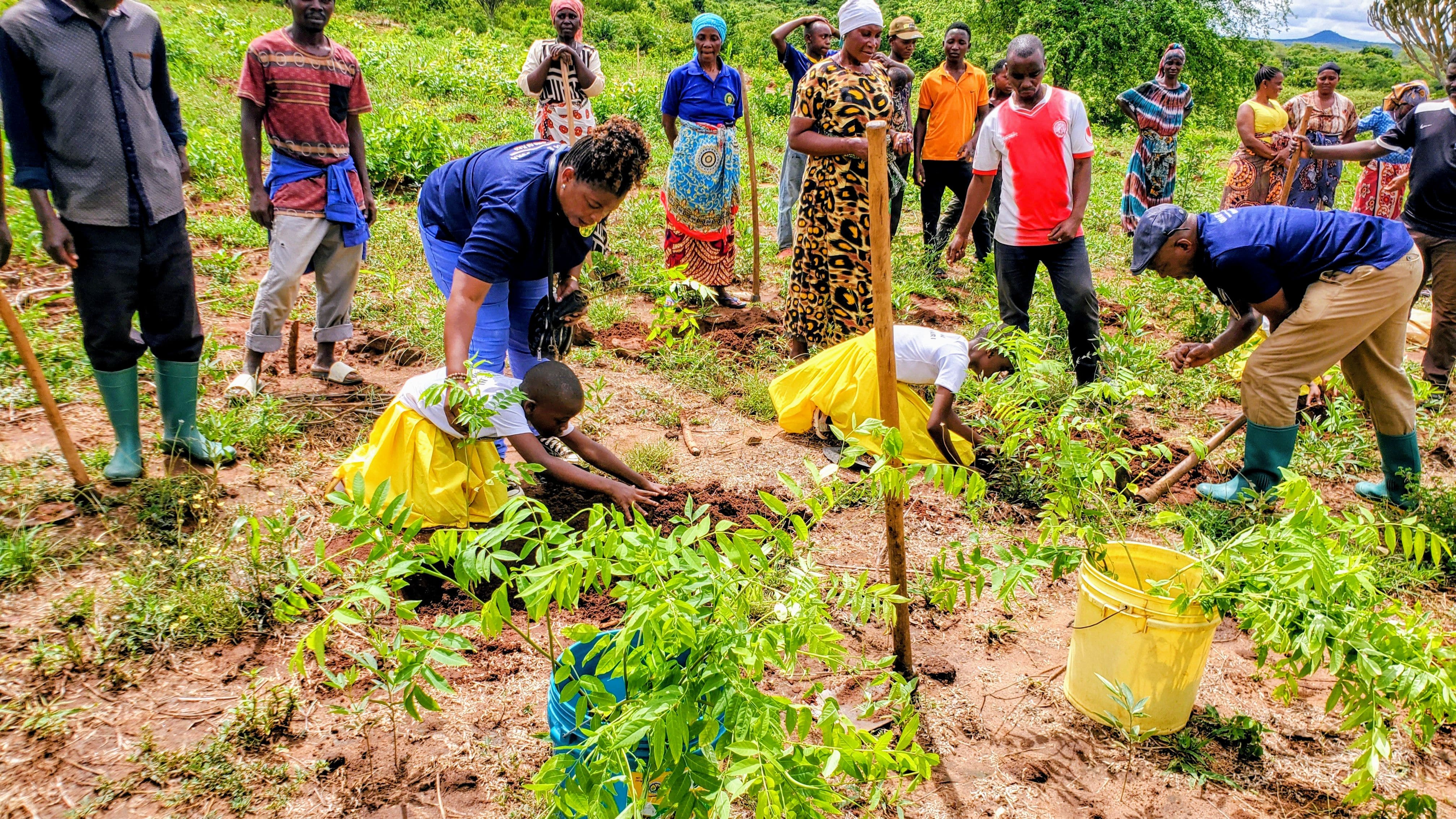 Tree planting initiative